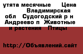 утята месячные 1 › Цена ­ 400 - Владимирская обл., Судогодский р-н, Андреево п. Животные и растения » Птицы   